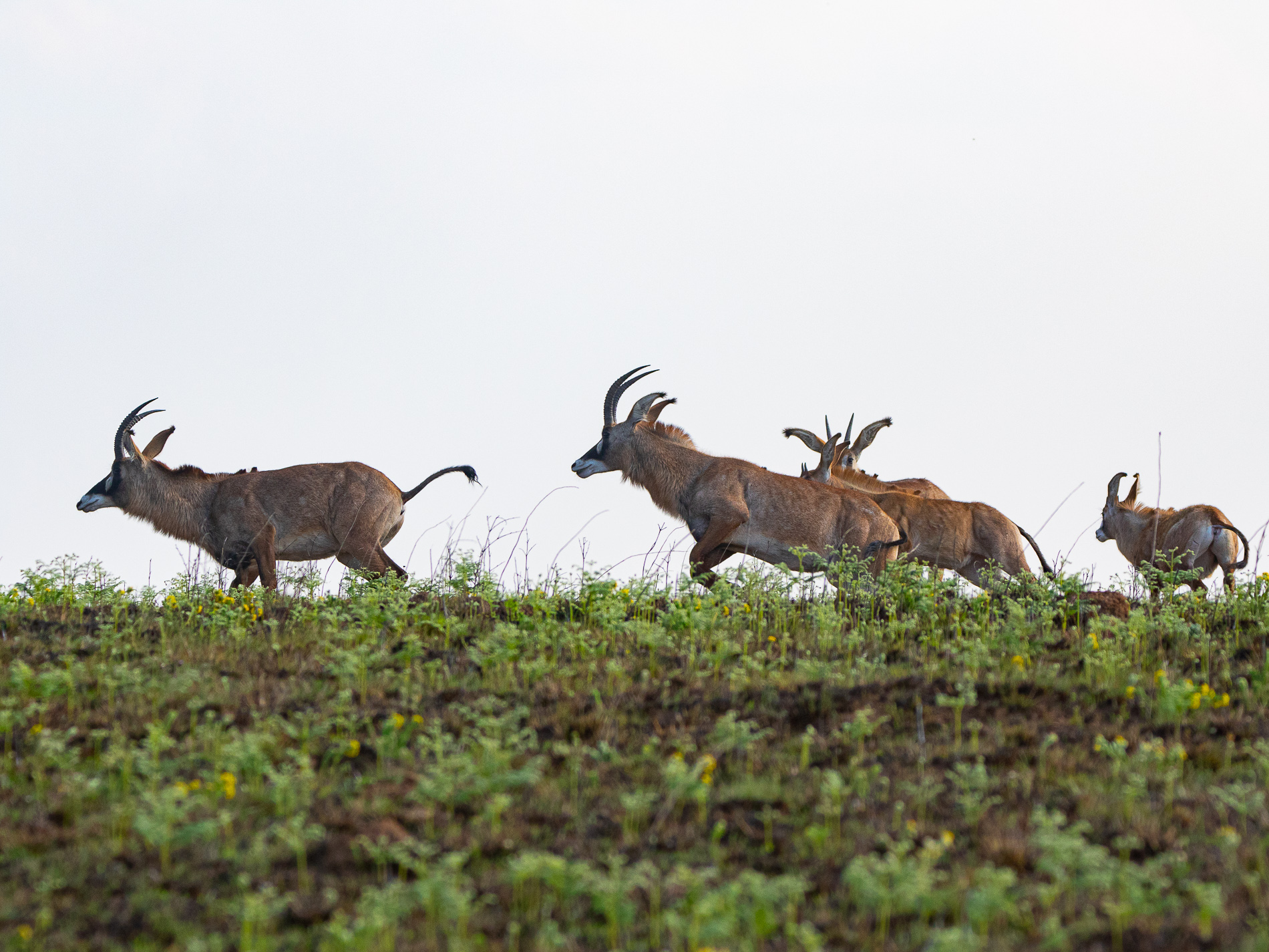 Pferdeantilopen (Hippotragus equinus)