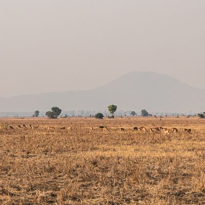 Malawi - Liwonde NP